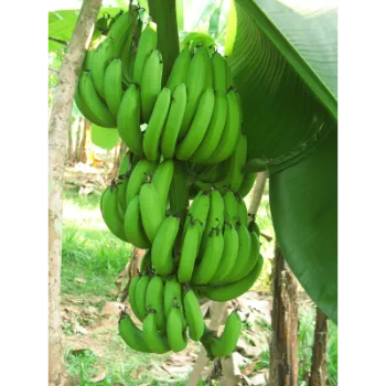 Green Banana  (38)-3129763-35079.webp
